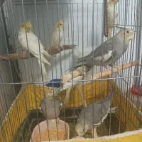 عروس|پرنده|قم, باغ شازده|دیوار