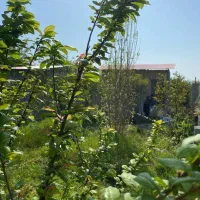 ۲۲۰ متر خونه باغ بین بابل امل احمد چاله پی|فروش زمین و ملک کلنگی|زرگرشهر, |دیوار