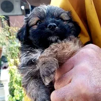 واگزاری توله شیتپزو