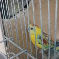 جفت آوازه خوان