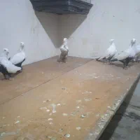 بهبهانی|پرنده|شیراز, شهرک گلستان|دیوار