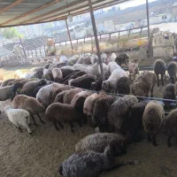 دام زنده ارزان شدگوسفندبرای عقیقه عروسی نذری وغیره|حیوانات مزرعه|مشهد, فارغ التحصیلان|دیوار