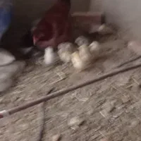 بوقلمون .کشک سفید .دوغ|حیوانات مزرعه|هامون, |دیوار