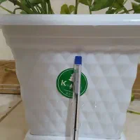 گل طبیعی پتوس