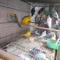 جمع آوری گرینچیک سرلاکی|پرنده|بجنورد, |دیوار