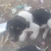 واگذاری توله سراب