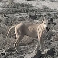 واگذاری توله. گوسفندی