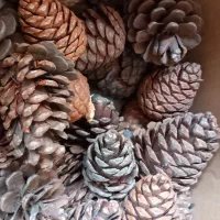 کاج خشک|گل و گیاه طبیعی|اهواز, نادری|دیوار