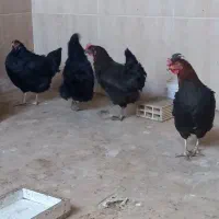 مرغ وخروس|حیوانات مزرعه|خمینیشهر, |دیوار