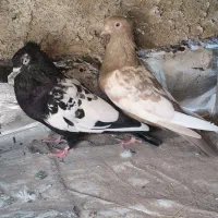 کبوتر کفتر