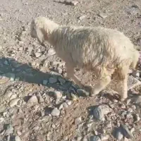 بره درجه یک