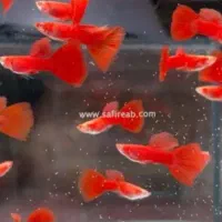 اکواریوم امیر