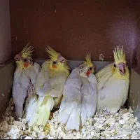 سه جفت عروس هلندی مولد|پرنده|کنگاور, |دیوار