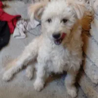 باپرنده عوض میکنم