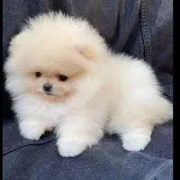 جیبی های کوچولو