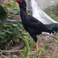 جوجه خروس لاری ۶ماه ۱۰ روزه|حیوانات مزرعه|سنگر, |دیوار