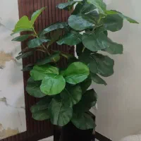 درختچه ها|گل مصنوعی|تهران, مشیریه|دیوار