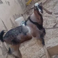 پاچن چاق چله