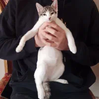 واگذاری گربه