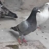 کفتر