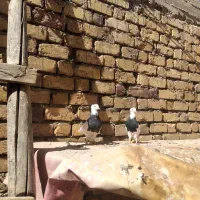یجفت کبوتر طوقی|پرنده|یاسوج, |دیوار