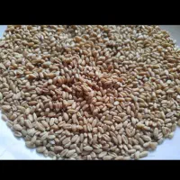 گندم مهرگان بذری