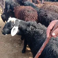 گوسفند های نر گوشتی|حیوانات مزرعه|باروق, |دیوار