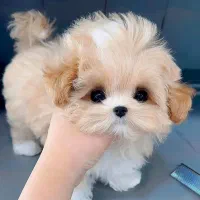 سگ نژاد پودل کراس فنجونی