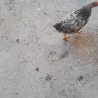 جوجه