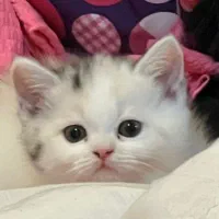 گربه بریتیش اصیل خانگی|گربه|شیراز, معالیآباد|دیوار