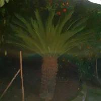 نخل بیست ساله سیکاس