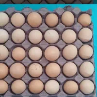 تخمرغ بومی درجه یک درشت