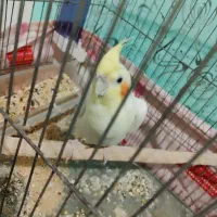 معاوضه ۳ تا عروس هلندی با قناری|پرنده|رشت, چله خانه|دیوار