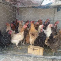 مرغ کردی