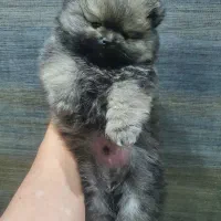 سگ پامرانین (واگذاری نیست )|سگ|تهران, سوهانک|دیوار