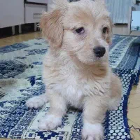 واگذاری شیتزو|سگ|گلستان (تهران), |دیوار