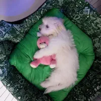 شیتزو کراس 5ماهه|سگ|تهران, استاد معین|دیوار