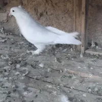 کبوتر|پرنده|فارسان, |دیوار