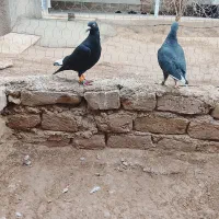 چند جفت کفتر هم پرشی هم جفتی|پرنده|دشتابی, |دیوار