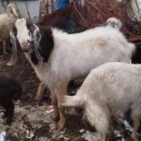 فقط نغد معامله ندارم