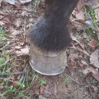 نعل بندی اسب|اسب و تجهیزات اسب‌سواری|فومن, |دیوار