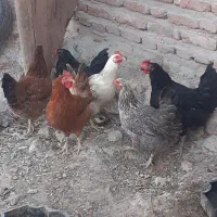 مرغ ۱۰عدد