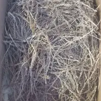 بو خشک بفروش میرسد