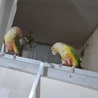 اناناسی نروماده ۵ماهونیمه