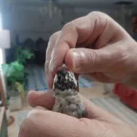 سهره نر داغسر|پرنده|قزوین, |دیوار