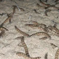 کرم میلورم و سوپرمیلورم زنده