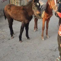 اسبهای یورقه با گوسفند یا بز معاوضه میکنم|اسب و تجهیزات اسبسواری|مشهد, دانشجو|دیوار