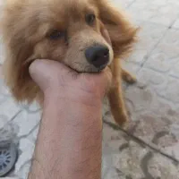 واگذاری سگ پامرین