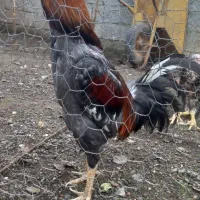 لاری اصیل|حیوانات مزرعه|حویق, |دیوار