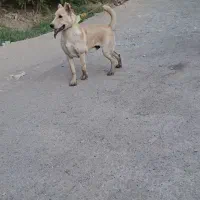 توله سگ سرابی پژدر
